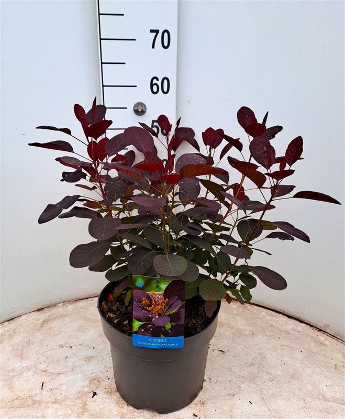 Cotinus cog. 'Royal Purple' - C7,5